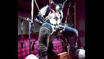  BDSM Furry Orgy: Gay Bondage and Milking Fantasy – Furry Suspense Part 2
